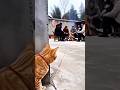 Ameo Palacchi Funny Funyvido Catvideos Comedy Funya Catfunny Cat Comedyvidoes Funnycatvideo