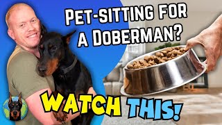 Mastering Doberman Dog Sitting: Taming the Beast! by Doberman Planet 7,922 views 2 weeks ago 11 minutes, 58 seconds