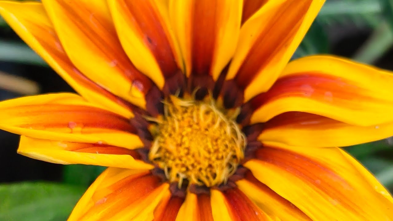 Natureshortsvlogs is live गुड मॉर्निंग फ्रेंड्स मेरी लाइफ...