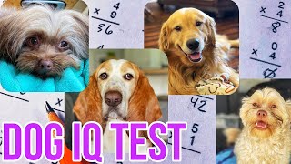 Testing My Dogs’ IQ: BASSET HOUND, GOLDEN RETRIEVER, SHIHPOO, & HAVAPOM Intelligence Test by CShawty Hill 5,246 views 3 years ago 14 minutes, 13 seconds