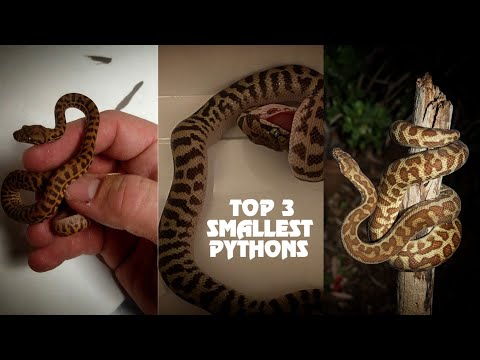 Smallest Python's TINY Snake's GIANT Genus TOP 3 Tiny Python's | ReptileFactFile's