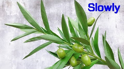 ABC TV | How To Make An Olive Branch Paper | Flower Die Cuts (Slowly) - Craft Tutorial