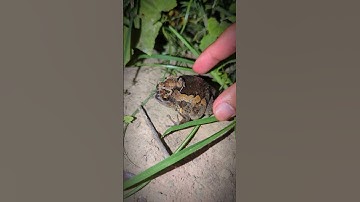 Boing boing the frogs how catch frogs funny | tep longheng funny frog