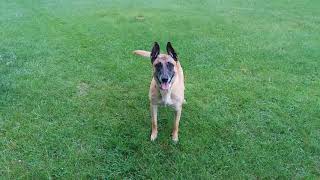 Add a day of rest Rocky Malinois by MasterPaw 38,684 views 5 years ago 3 minutes, 11 seconds