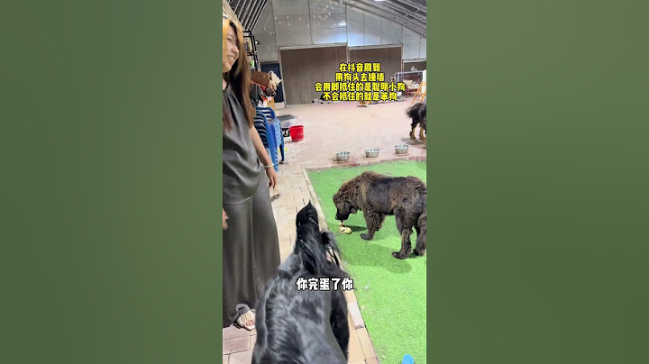 🐶加布是老演员了！这都还没碰到呢🤣 #dog #pets #藏獒 #加布 #萌宠 #宠物 #tibet #tibetanmastiff  #shortsvideo