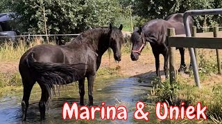 Get Marina out of the water. Gather all horses in the stable. Health check.