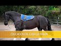 Educación del Caballo Frison- TvAgro por Juan Gonzalo Angel Restrepo