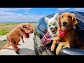 T-Rex Surprises Puppy & Wolf with Car Ride Chase!