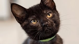 Wife takes husband to shelter for pets. They return home with cat.