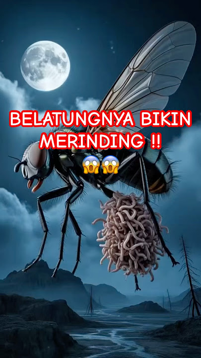 Lalat raksasa ini tiba-tiba mengeluarkan belatung dari tubuhnya… ngeri tap bikin penasaran! #lalat