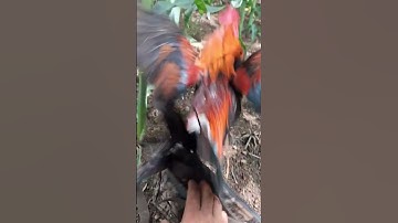 gà rừng mã đỏ gáy hay. qaib qus qua zoo