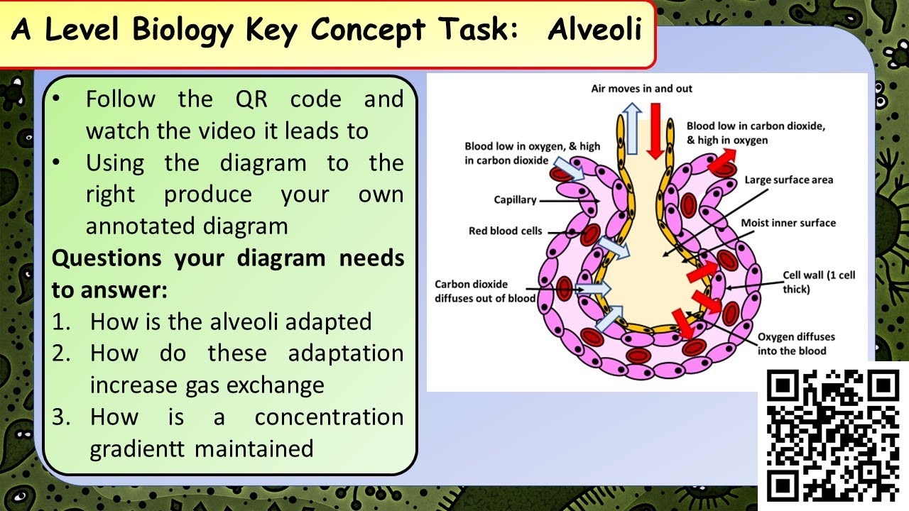 A Level Biology: Gas Movement in the Alveoli video phone beyonce mp3