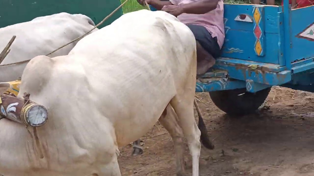 Pearl Hallikar cow 🐄 pair of Farmer Kumar Hoggebandi pulling Bullock cart in Begur, Bengaluru