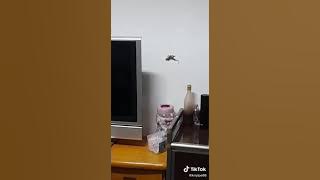 video kakek Sugiono vs Sri virall di tik tok 🤣