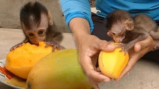 Obedient Baby Monkey COLA With LUNA Walking And Eat Sweet Mango Fruits/baby COLA