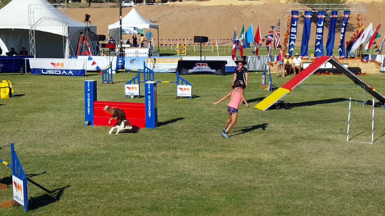 Dog Agility World Competition Scottsdale, Arizona YouTube