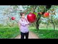 Harvesting giant apple goes to market sell  harvesting natural fruit  cara daily life