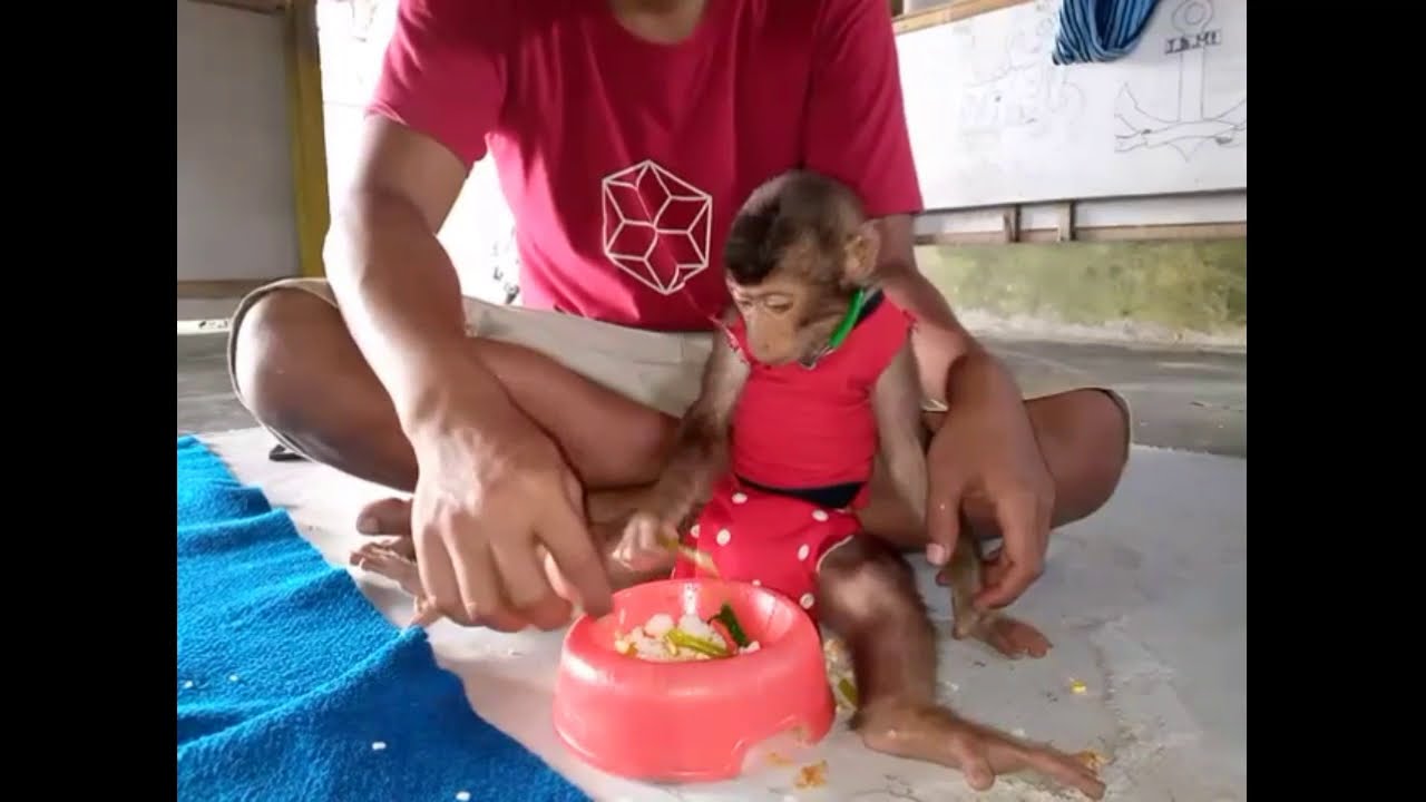 Melatih Monyet Beruk Terbiasa Makan Sayuran Biar Tetap Sehat