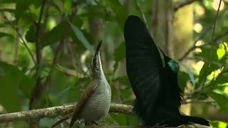 Bird-Of-Paradise | Magnificent Riflebird (Lophorina magnifica)
