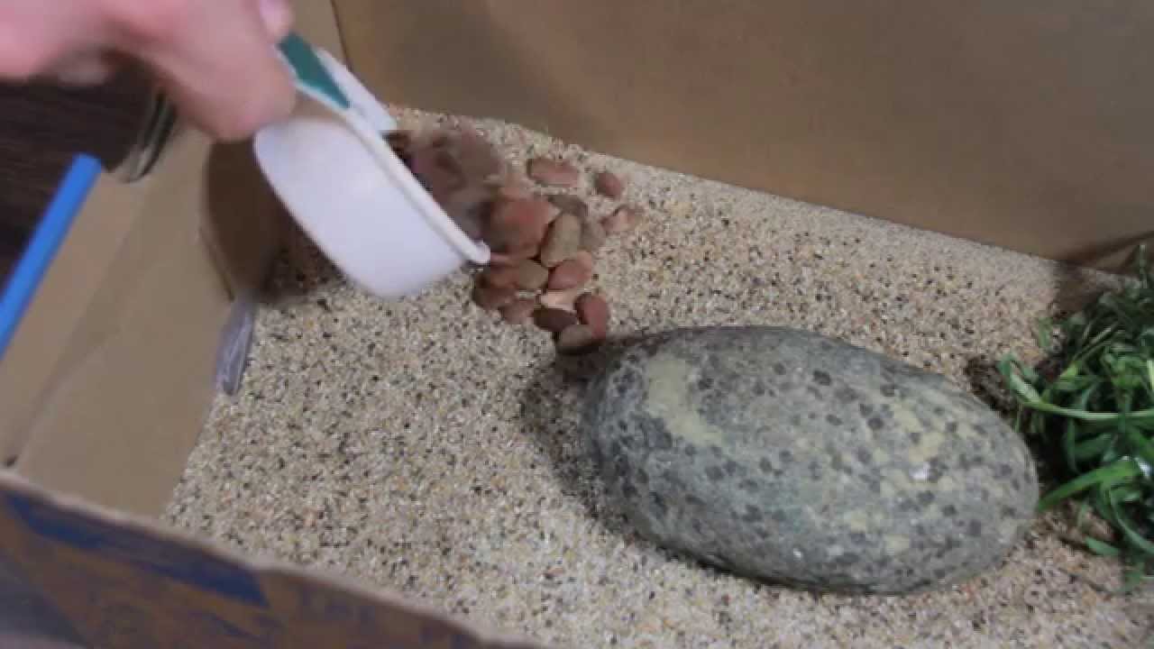 How to Care For Your Pet Rock - YouTube