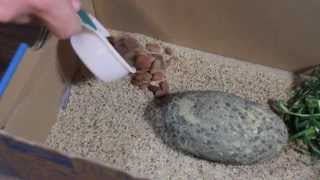 How to Care For Your Pet Rock