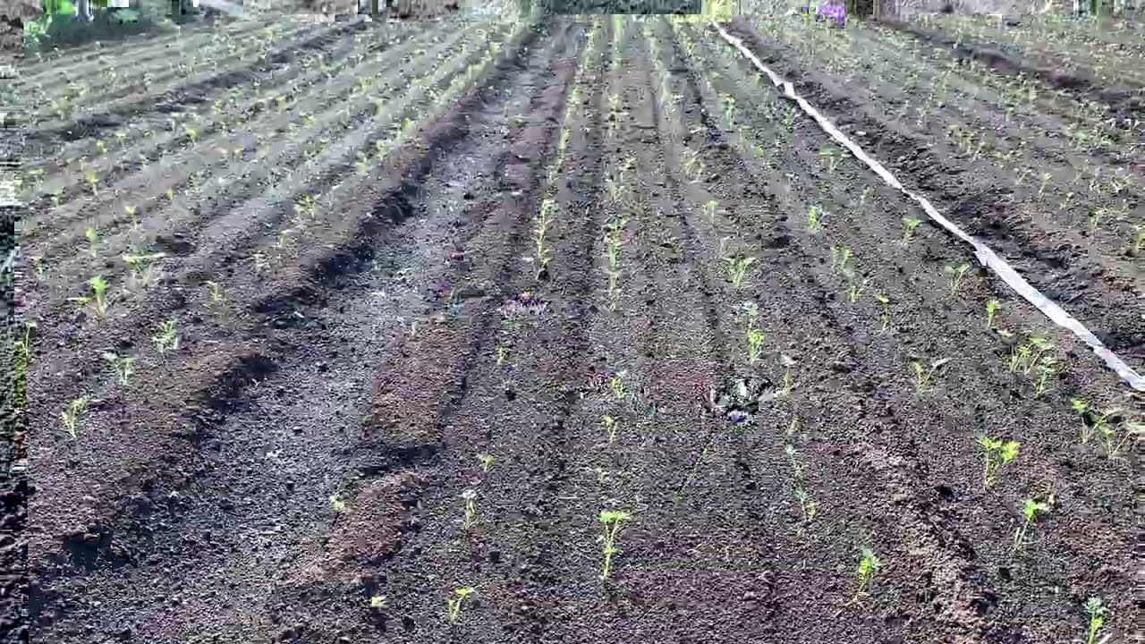 １時間あれば３万粒の人参種まきができる便利なアイテム　20/9/6