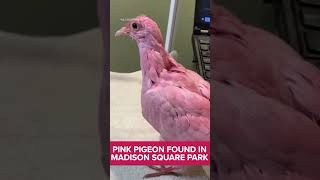 Local rescue group caring for Flamingo the pink pigeon, but they are raising some serious concerns