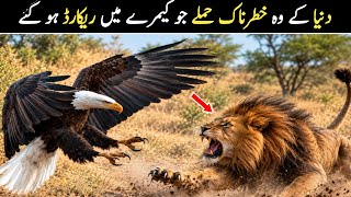 Top 10 Deadliest Eagle Attacks Ever Caught On Camera | Urdu / Hindi