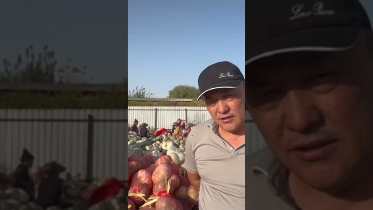 pumpkin harvest in Uzbekistan 