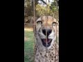 Cheetah growls