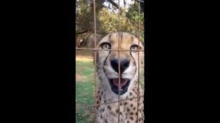 Cheetah growls