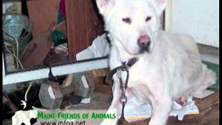 Maine Friends of Animals - Dogs Chained for Life PSA, 30 sec.