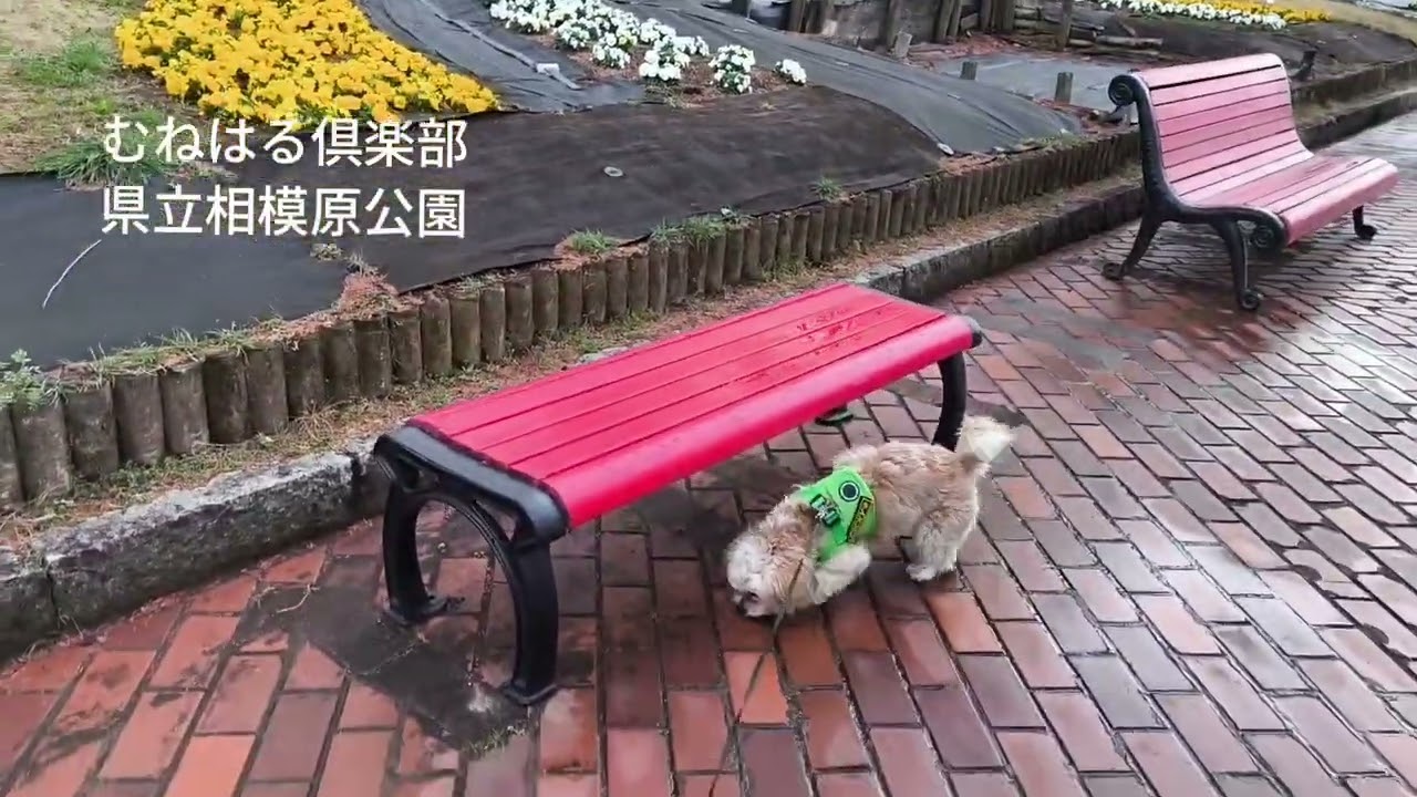 県立相模原公園 愛犬 ポッキーの散歩です