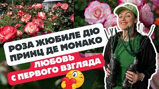 Роза Жюбиле дю принц де Монако - не оставит никого равнодушным 🌹