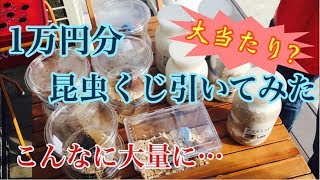 【カブトムシ、クワガタムシ】一万円分の昆虫くじ引いてみたら大当たり？？