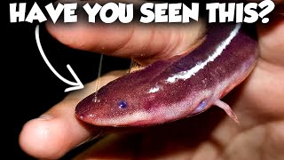 The Strangest Animals Lurking in Your Backyard
