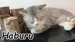 Musical Weed for Meow (Minh's Composition)  Cats Piano Massage for Haburu