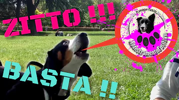 Come zittire il cane del vicino che abbaia?