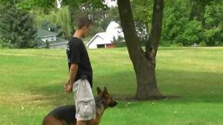 Obedience Training For German Shepherd - German Shepherd Trainer