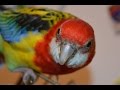 Попугай снес яйцо | Rosella parrot