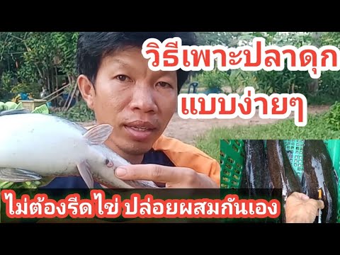 วีดีโอ: ปลาดุกวางไข่อย่างไร? คุณสมบัติของชีวิต