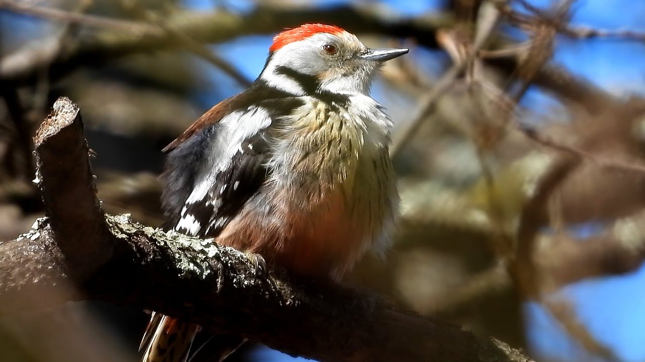 Il Picchio rosso mezzano, Dendrocoptes medius, nel Carso Triestino