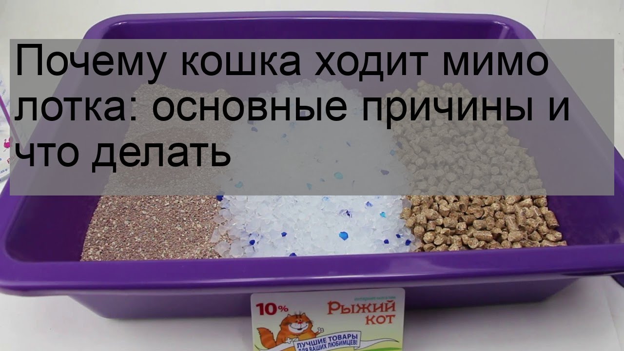 Кот стал ходить мимо. Мимо лотка. Кот стал ходить мимо. Кошка ходит в лоток. Лоток для кошек.