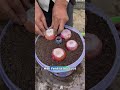 Stop Wasting Plastic Buckets! Grow Endless Green Onions at Home