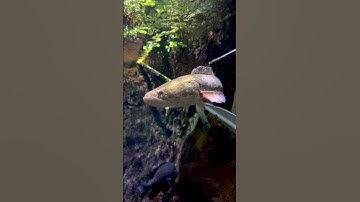 Meet the Snakehead: A Slippery, Invasive Super-Predator