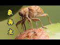 象鼻虫 长长的口吻 咀嚼式的口器 会产卵在橡子里面 象鼻虫 长长的口吻 咀嚼式的口器 会产卵在橡子里面