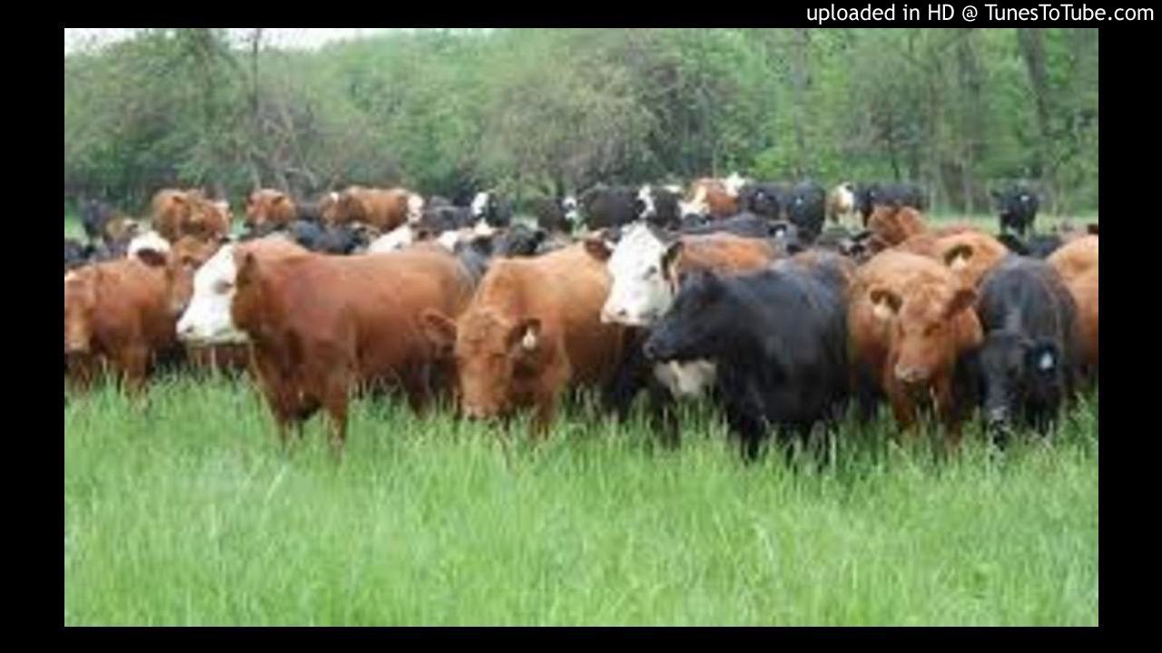 Watch Amasela athathe inkomo zami (Ndebele Song) on YouTube Watch Amasela athathe inkomo zami (Ndebele Song) on YouTube