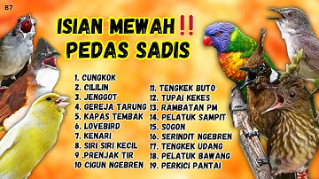🔴 TEMBAKAN SADIS ‼️MASTERAN MURAI BATU PASTI GACOR EMOSI NAIK