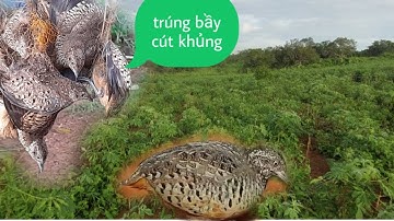 bẫy cút đêm..trúng mánh bầy cút khủng tại Bình Dương