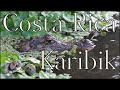 Costa Rica ~ Karibikküste ~ Tortuguero, Puerto Viejo und eine Schokotour